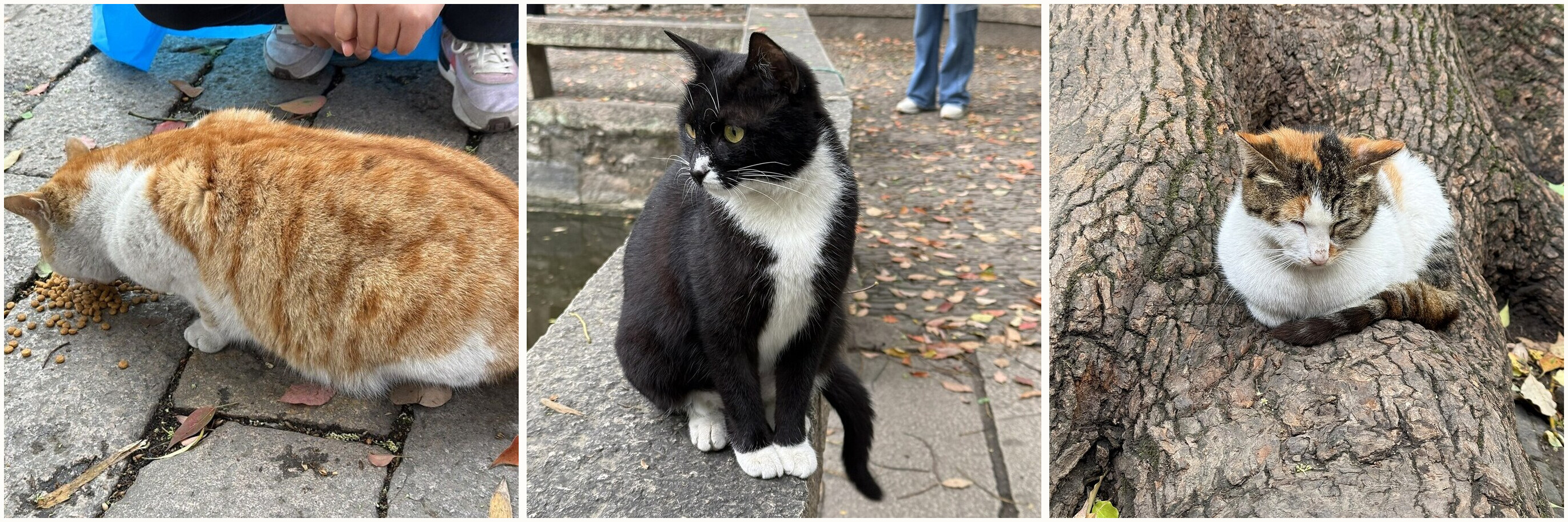 西园寺的三只猫:橘猫、黑白猫、三花猫